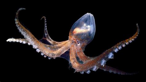 devil fish octopus.